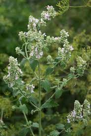 NEV0178 - Jasmine buds and petals