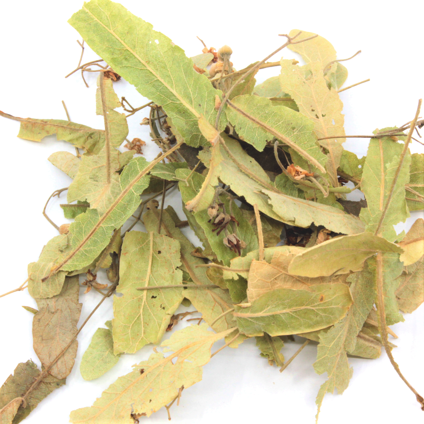 FUJ0003 - Labrador tea