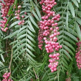 HER0662 - Pink pepper