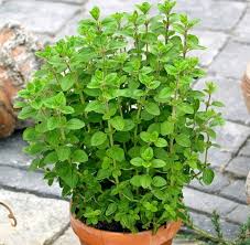 HER9355 - Marjolaine