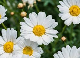MED0003 - Fleurs de camomille - $ / 100g