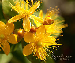 NEV0178 - Jasmine buds and petals