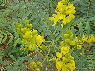 MED0022 - Feuilles de séné - $ / 100g