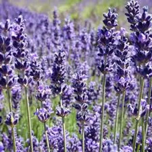 FRA-LAV-030 - Fragrance - Lavande / Lavender