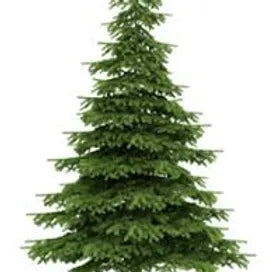 FRA-SAP-015 - Fragrance - Sapin de Noël / Christmas tree