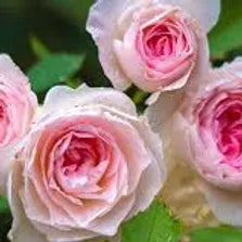 FRA-ROS-030 - Fragrance - Rose suprême /Suprem rose