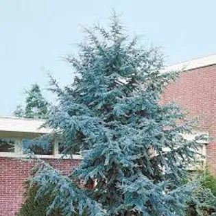 FRA-CED-015 - Fragrance - Cèdre bleu / Blue cedar