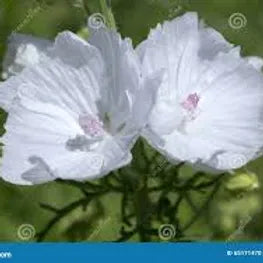 FRA-MUS-015 - Fragrance - Musc / Musk