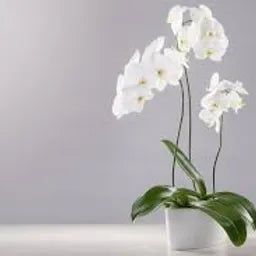 FRA-ORC-030 - Fragrance - Orchidée / Orchid