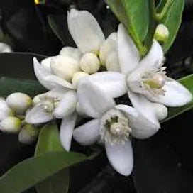 FRA-NER-030 - Fragrance - Néroli