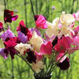 FRA-PSE-015 - Fragrance - Pois de senteur / Sweet pea