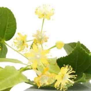 FRA-TIL-030 - Fragrance - Tilleul / Linden