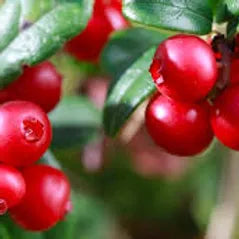 FRA-CAN-030 - Fragrance - Canneberge / Cranberry