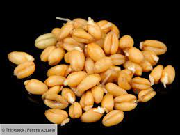 NEV0169 - Sprouted whole wheat flour