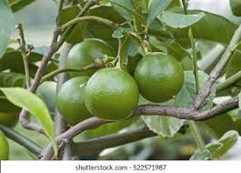 HER0669 - Feuilles de lime