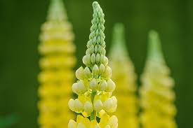 NEV0159 - Lupine flour
