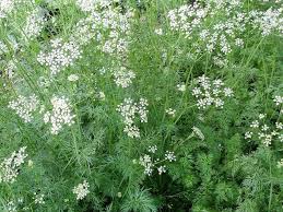 HER9393 - Cumin entier