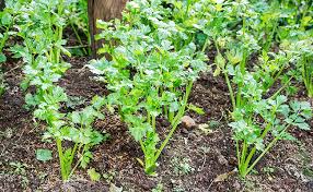 HER9356 - Celery