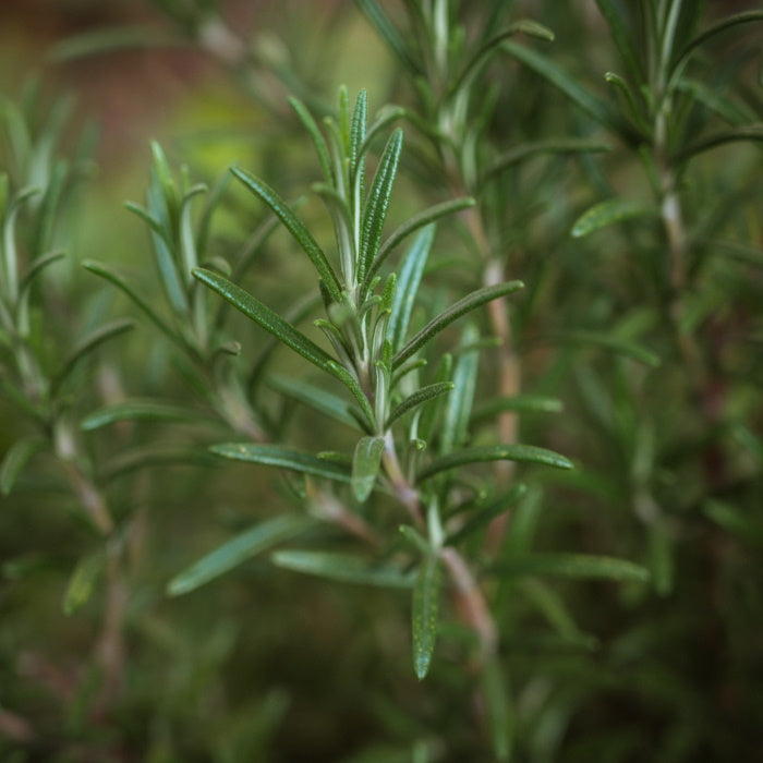 BLA0025 - Savon au romarin / rosemary