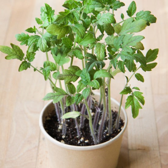 MAN10019 - Mini-pot compostable - Tomate cerise / cherry tomato