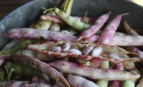 NEV0149 - BULK - Pinto Beans