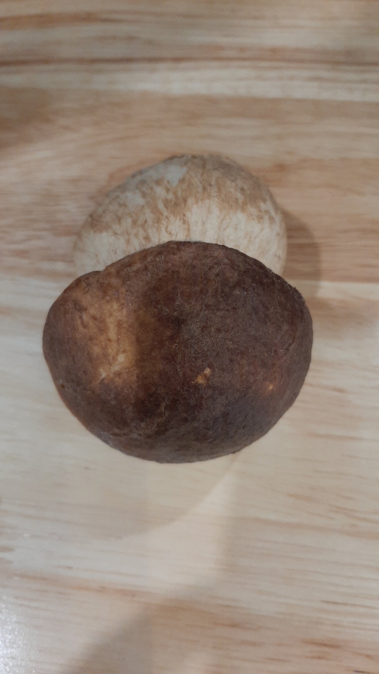 MUS0034 - Pale brown mushroom, large base