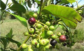 HER9345 - Piment de la Jamaïque