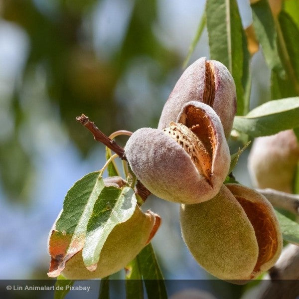NEV0006 - Sliced almonds