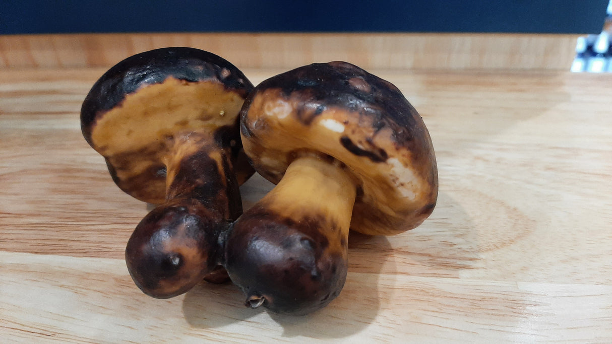 MUS0030 - Duo de petits champignons bruns et jaunes