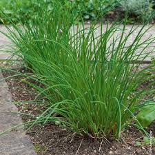 HER9349 - Chives