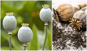 NEV0147 - BULK - Poppy seeds
