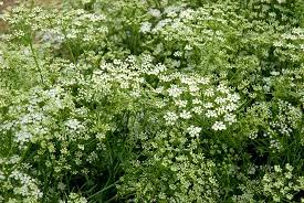 HER9357 - Anis en grains