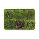 HOM7031 - Plateau de germination