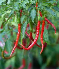 HER0668 - Mexican Chili