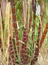 NEV0083 - Cane sugar