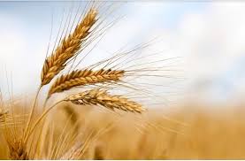 NEV0169 - Sprouted whole wheat flour