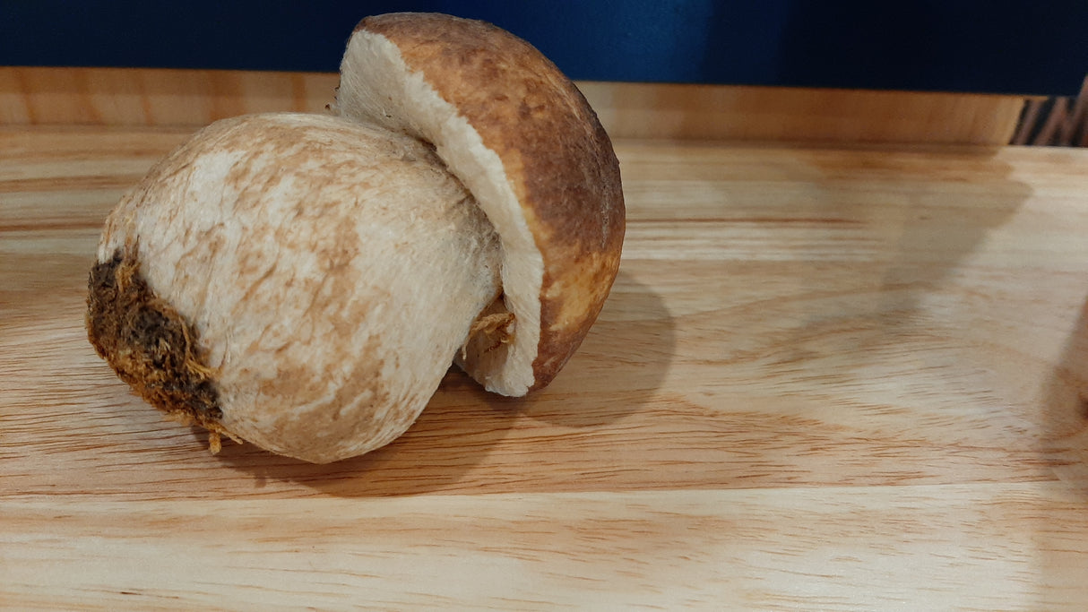 MUS0034 - Pale brown mushroom, large base