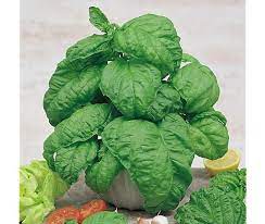 HER9377 - Basil
