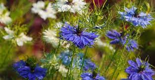 HER0651 - Graines de Nigelle