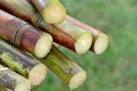 NEV0083 - Cane sugar