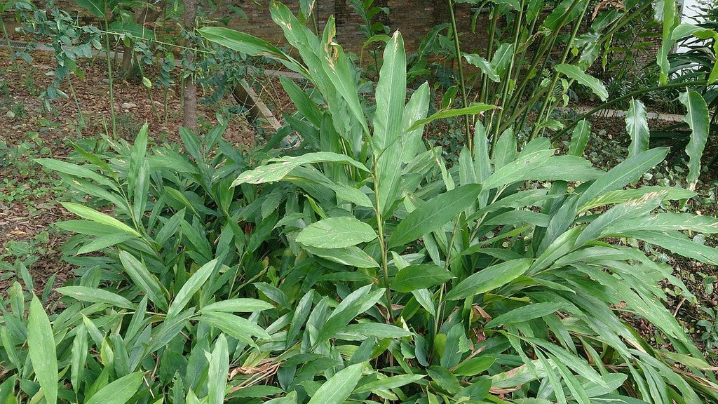 HER0656 - Whole green cardamom