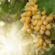 NEV0007 - Sultana grapes