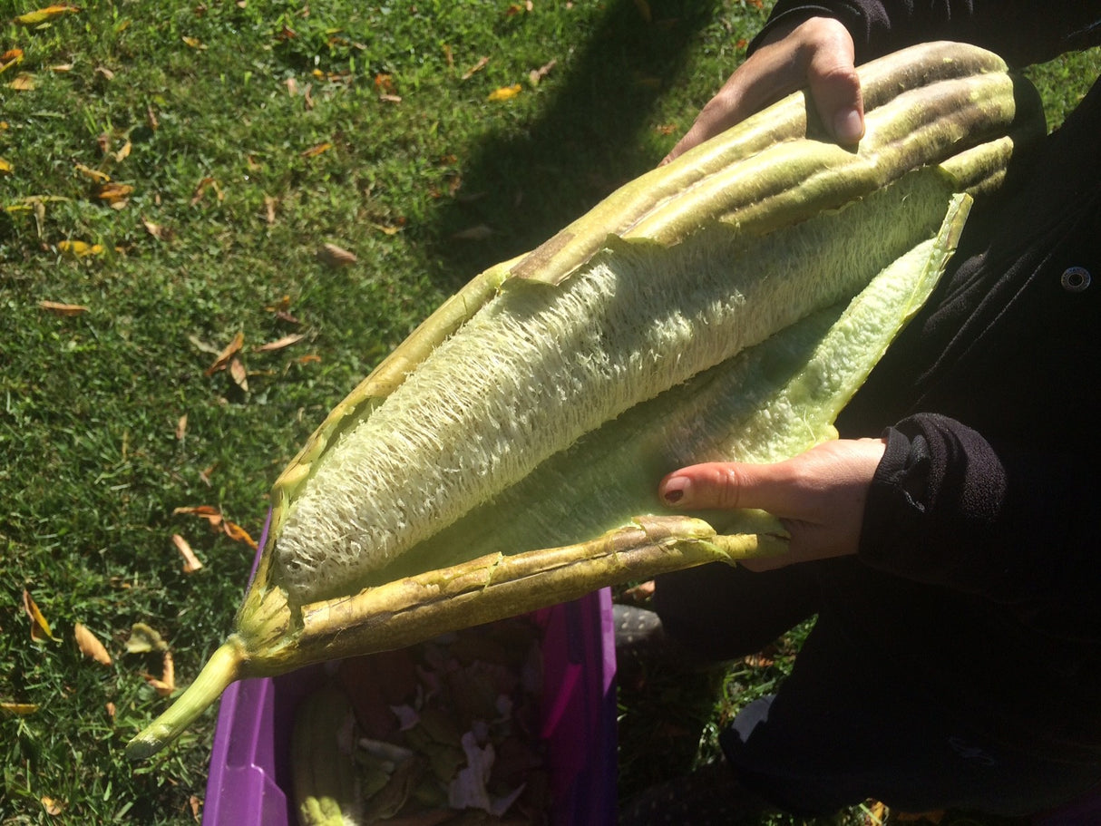 LAF0001 - PLANT FIBER - Luffa - Plant sponge