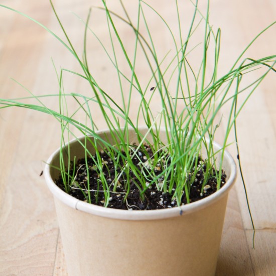 MAN10014 - Compostable mini-pots - chives / chives