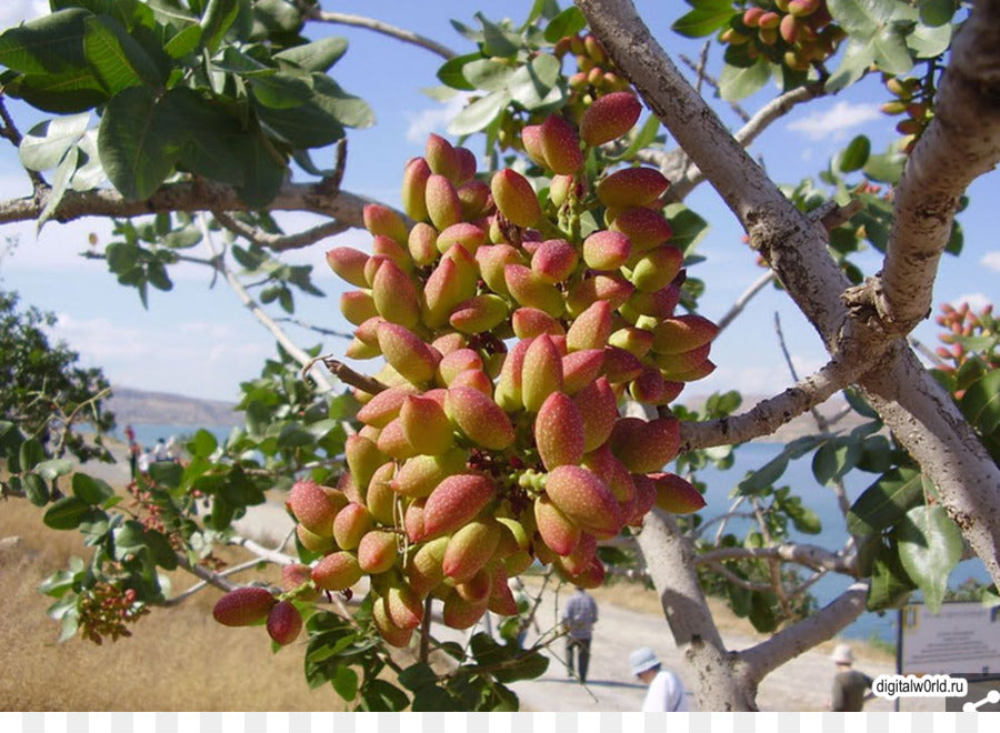 NEV0004 - Raw unsalted cashew nuts