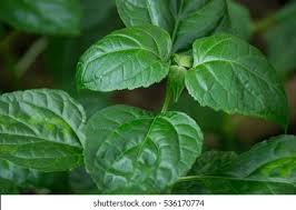 FRA-PAT-15 - Patchouli Fragrance