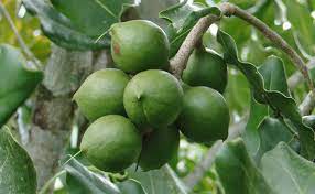 NEV0082 - Honey roasted macadamia nuts