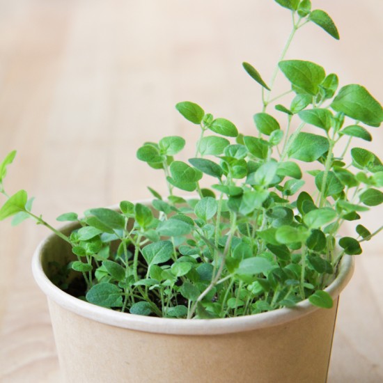 MAN10016 - Compostable mini pots - oregano / oregano