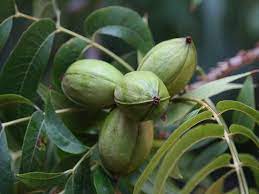 NEV0001 - Pecans in halves / Pecans halves