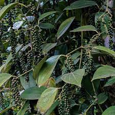 HER0640 - Poivre blanc entier